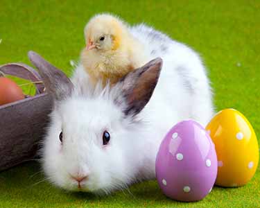 Kids Raleigh: Easter Bunny Events - Fun 4 Raleigh Kids