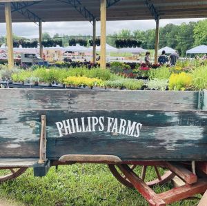 Phillips Farms cart.jpeg