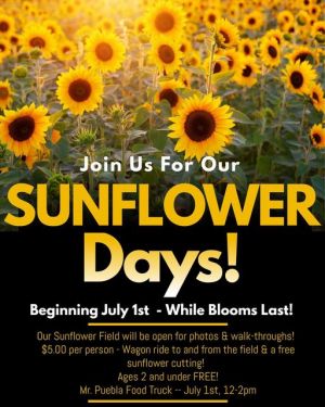 Willow Oak Sunflowers.jpg