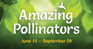 Amazing Pollinators.jpg