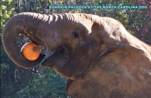 NC Zoo Pumpkin Palooza.jpg