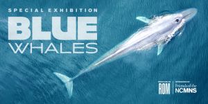 NCMNS Whales.jpg