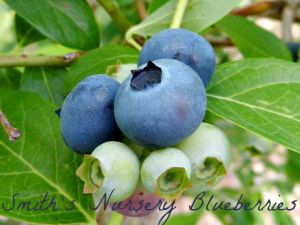 Smith's Nursery Blueberries.jpg