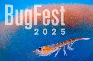Bugfest 2025.jpg
