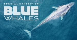 NCMNS Blue Whales.jpg