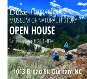 Duke Lemur Museum of Natural History.jpg