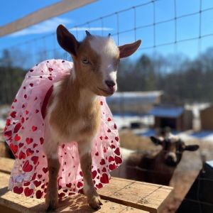 01/29 - 02/16 Spring Haven Farm's Valentines with Goats