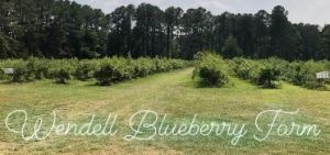 Wendell Blueberry Farm
