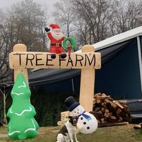 Hart's Christmas Trees