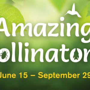 North Carolina Museum of Natural Sciences' Amazing Pollinators