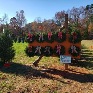 Medlin Farm Christmas Trees