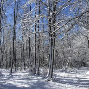 11/21 & 11/23 Prairie Ridge Ecostation's Wildlife in Winter