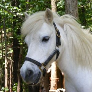 A Pony To Go