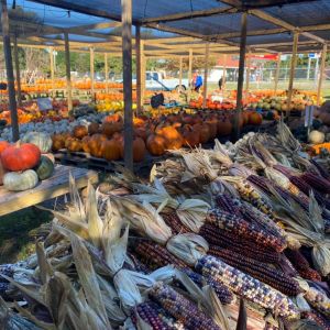 Needmore Farms