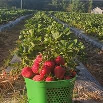 Hunt's Strawberry Farm