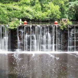 Robertson Millpond Preserve