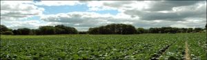 Collard Patch, The